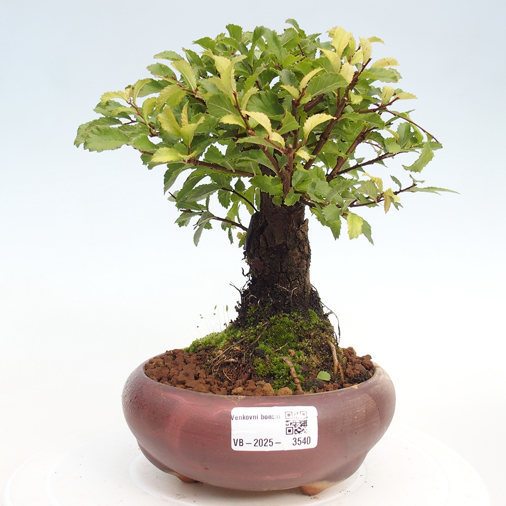Venkovní bonsai - Zelkova - Zelkova NIRE