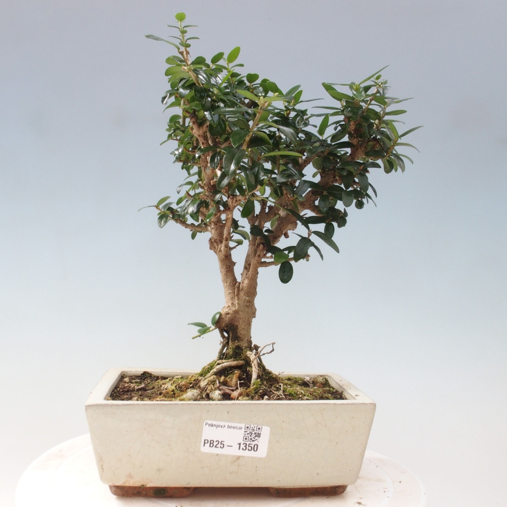Pokojová bonsai - Olea europaea sylvestris -Oliva evropská drobnolistá