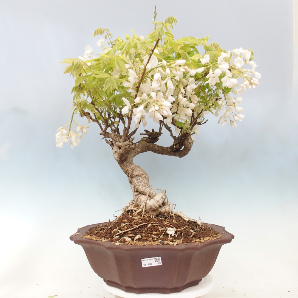 Venkovní bonsai - Vistarie  - Wisteria 