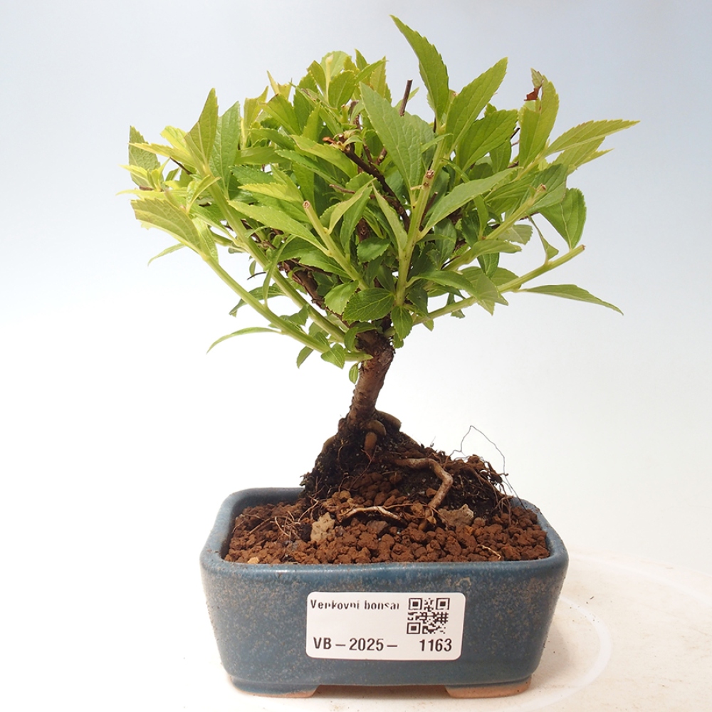 Venkovní bonsai -malolistý tavolník - Spirea japonica GENPSI