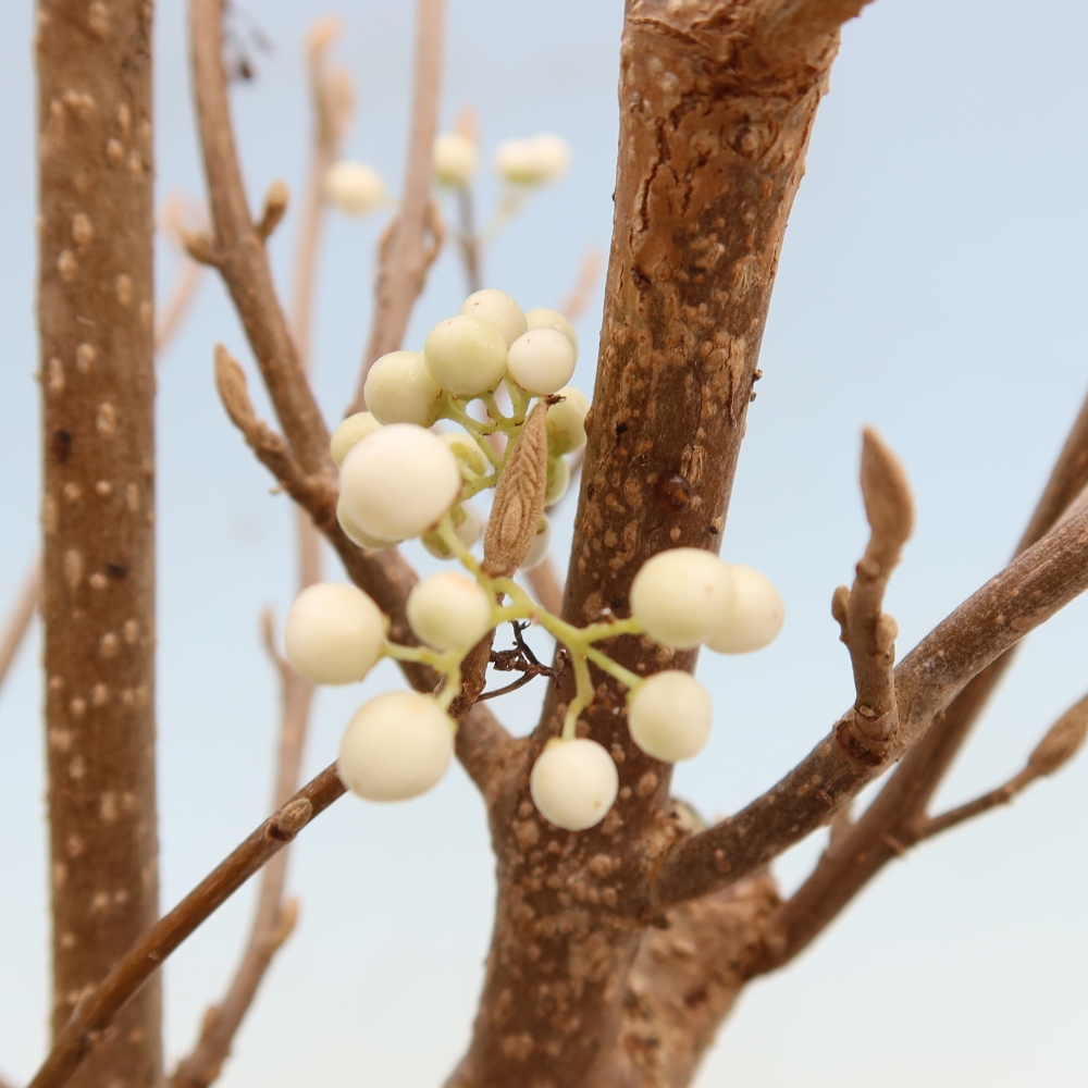 Venkovní bonsai -  Callicarpa bodinieri Snowqueen - Krásnoplodka