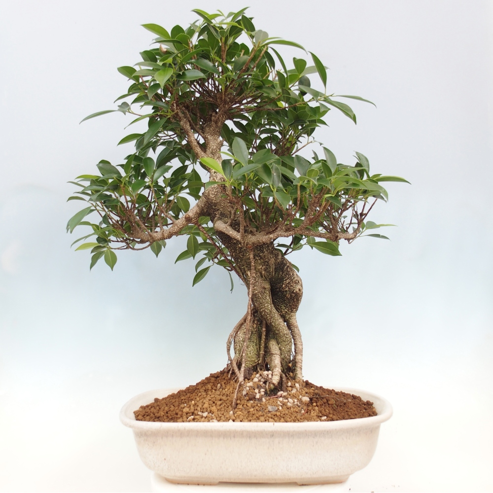 Pokojová bonsai - Ficus kimmen -  malolistý fíkus - POUZE OSOBNÍ ODBĚR nebo paletová přeprava