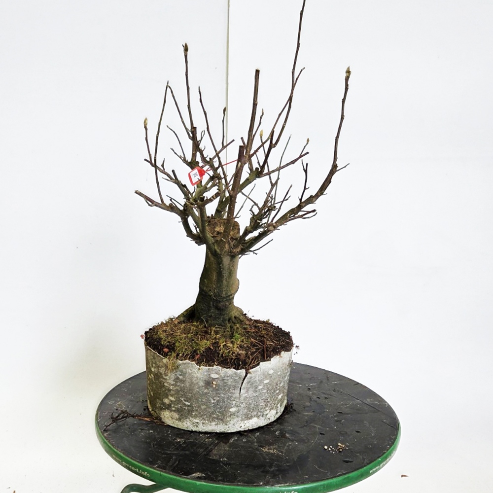 Venkovní bonsai - magnolia - Šácholan
