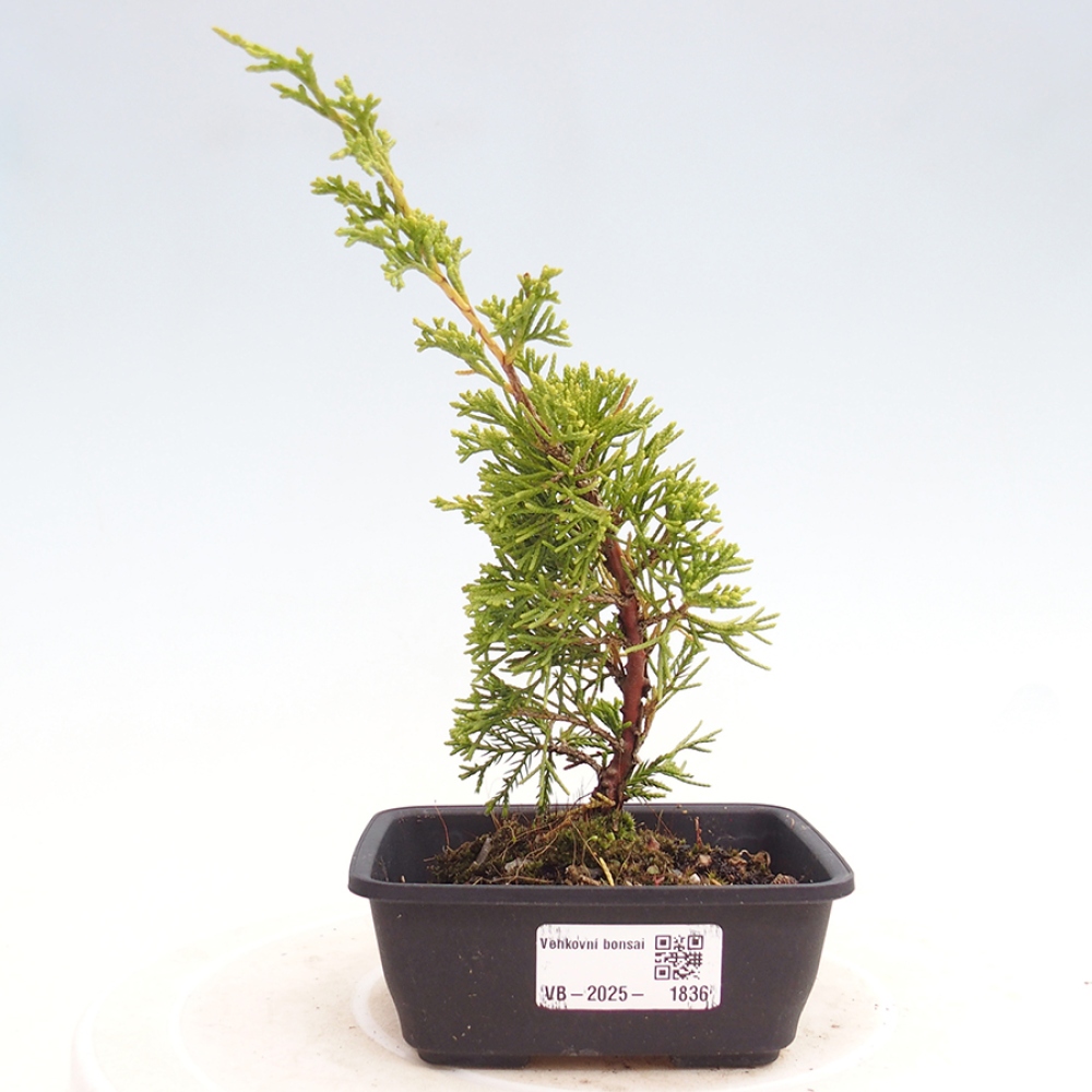 Venkovní bonsai - Juniperus chinensis Itoigawa -Jalovec čínský
