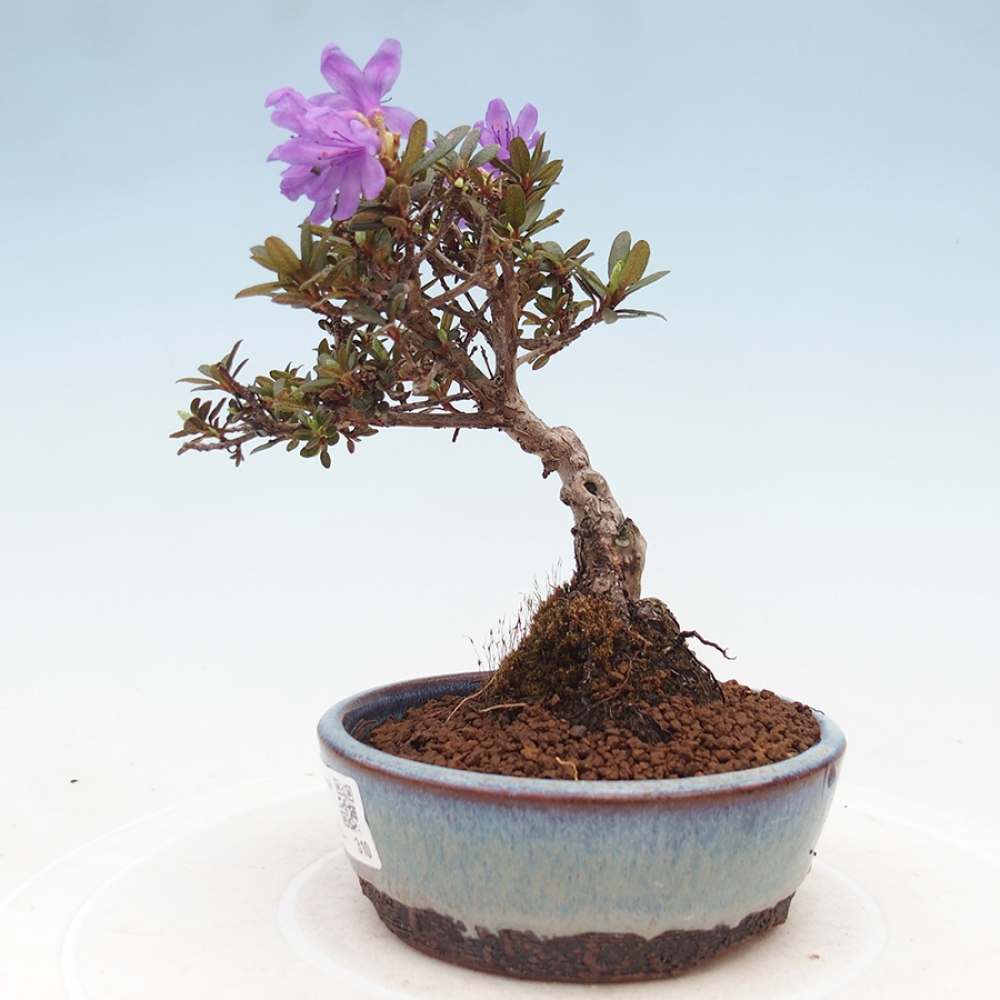 Venkovní bonsai - Rhododendron - pěnišník