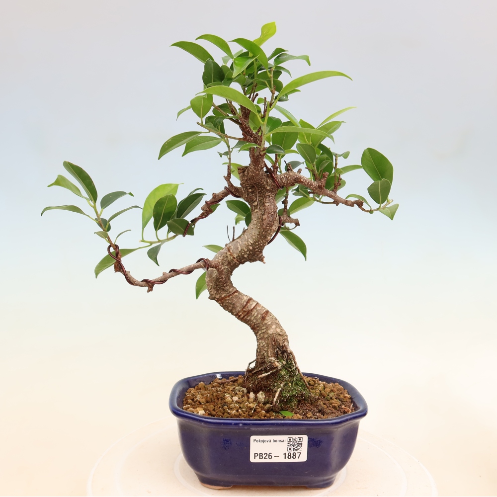 Pokojová bonsai - Ficus retusa -  malolistý fíkus