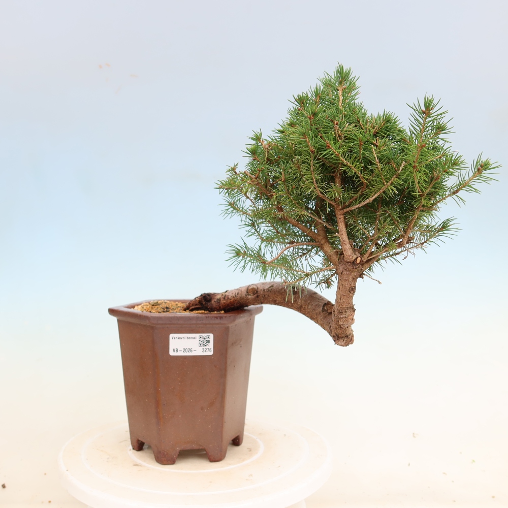 Venkovní bonsai- Smrk kulovitý - Picea glauca globe
