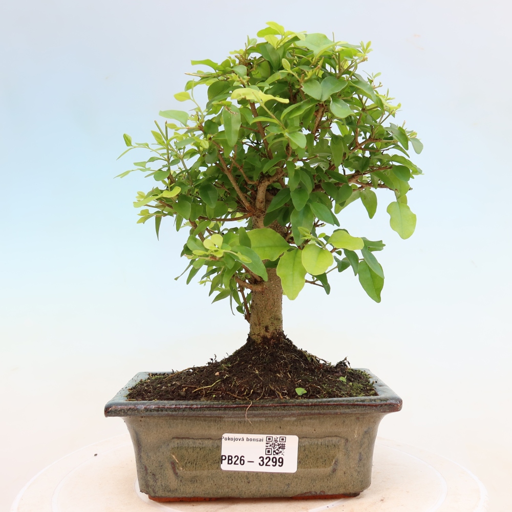 Pokojová bonsai -Ligustrum chinensis - Ptačí zob