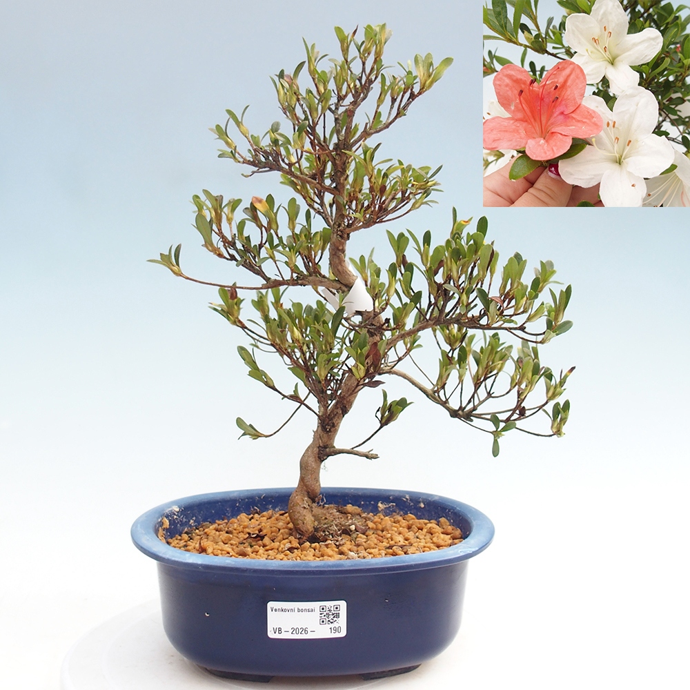 Venkovní bonsai - Japonská azalka - Azalea Matsunami