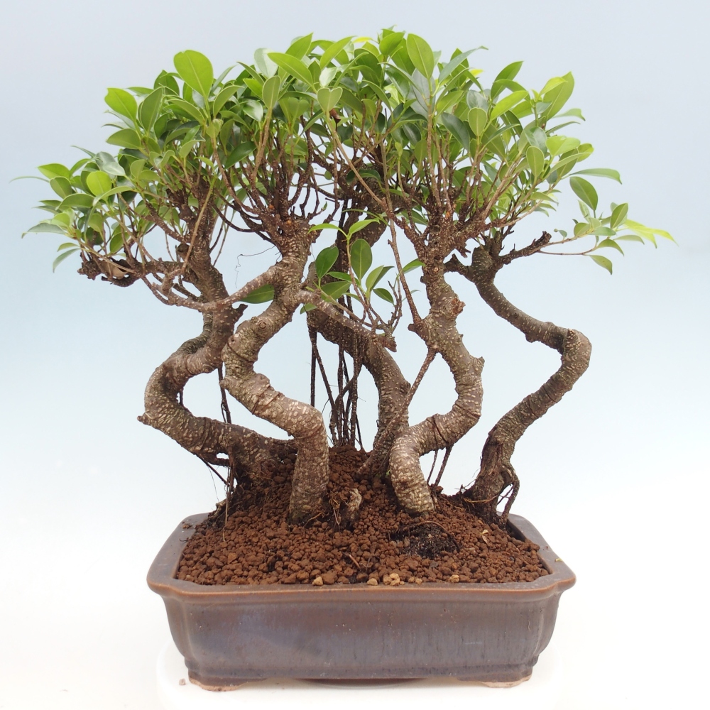 Pokojová bonsai - Ficus kimmen -  malolistý fíkus