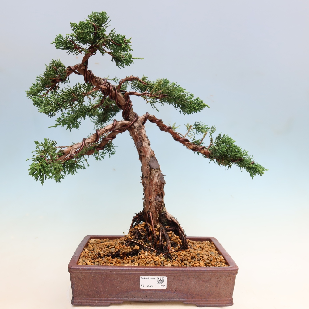 Venkovní bonsai - Juniperus chinensis Kishu -Jalovec čínský