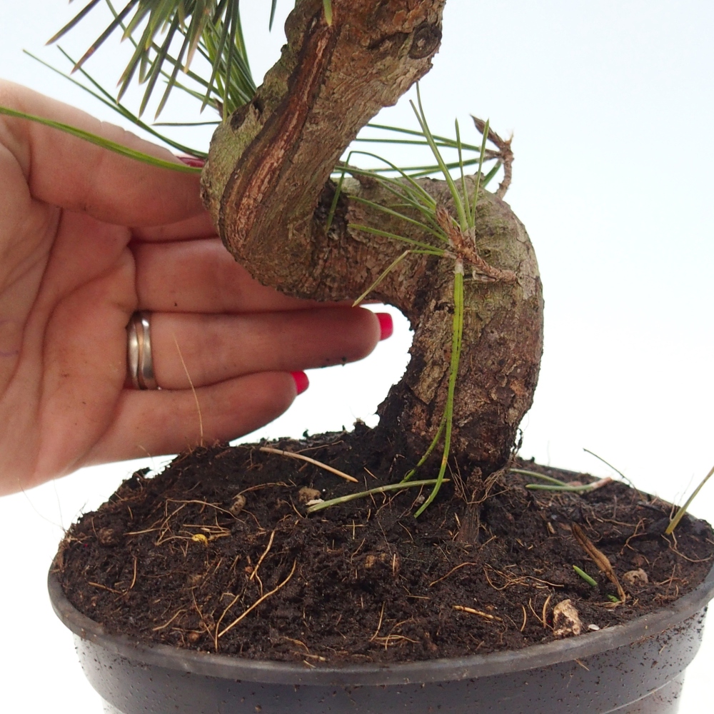 Venkovní bonsai - Pinus thunbergii senjyumaru - Borovice thunbergova