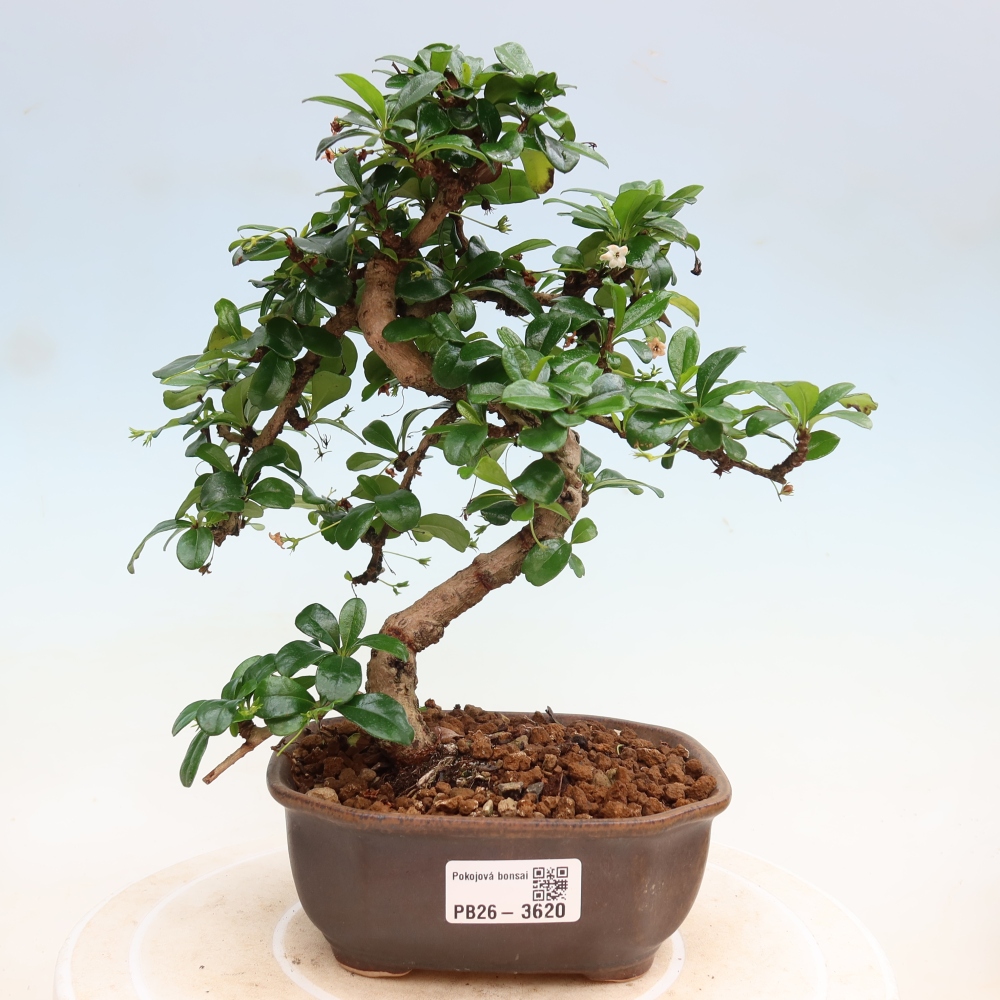Pokojová bonsai - Carmona macrophylla - Čaj fuki