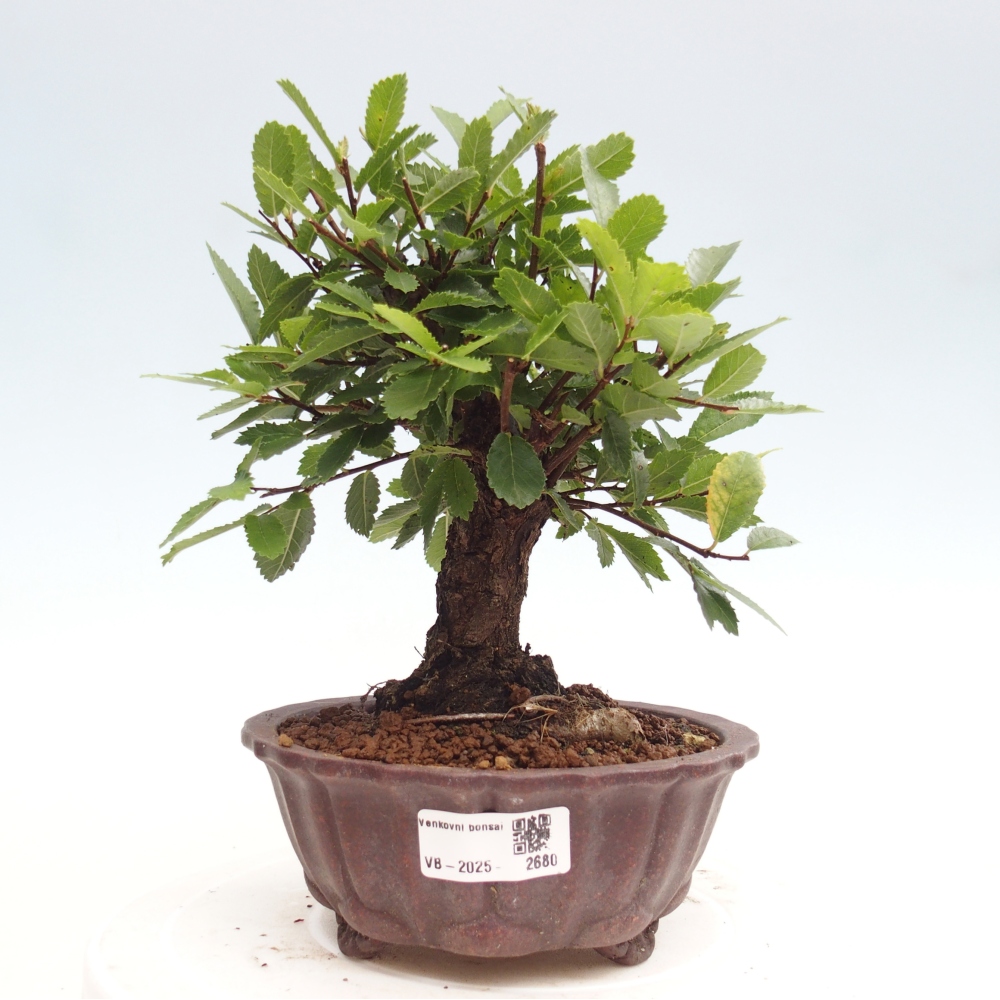 Venkovní bonsai - Zelkova - Zelkova NIRE