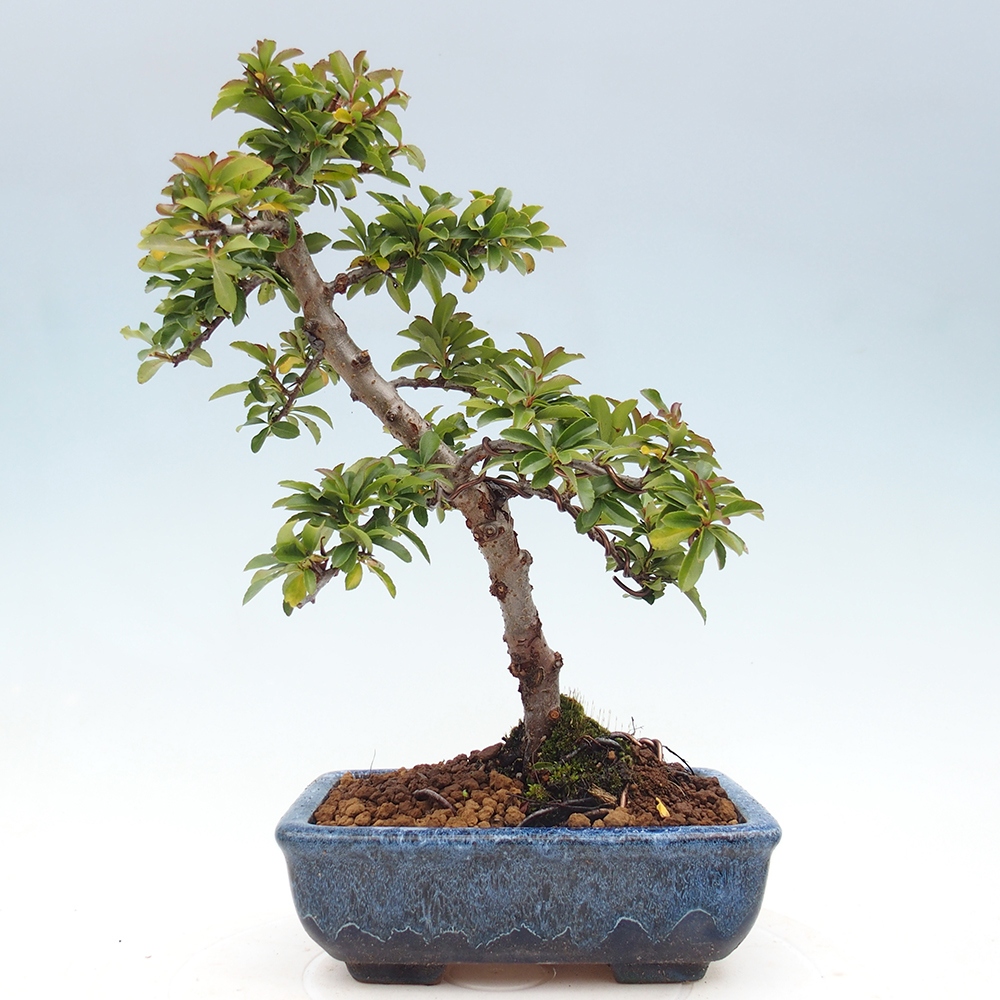Venkovní bonsai-Pyracanta Teton -Hlohyně