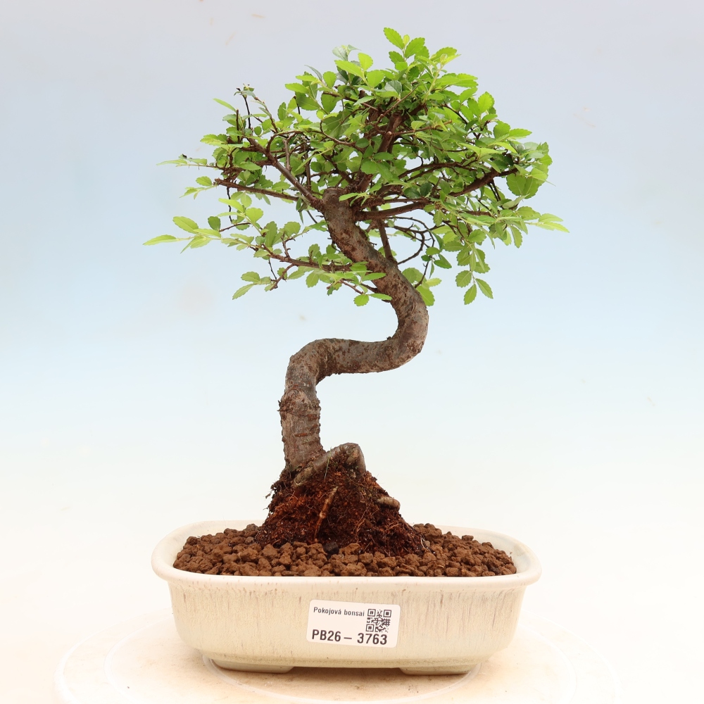 Pokojová bonsai - Ulmus parvifolia - Malolistý jilm