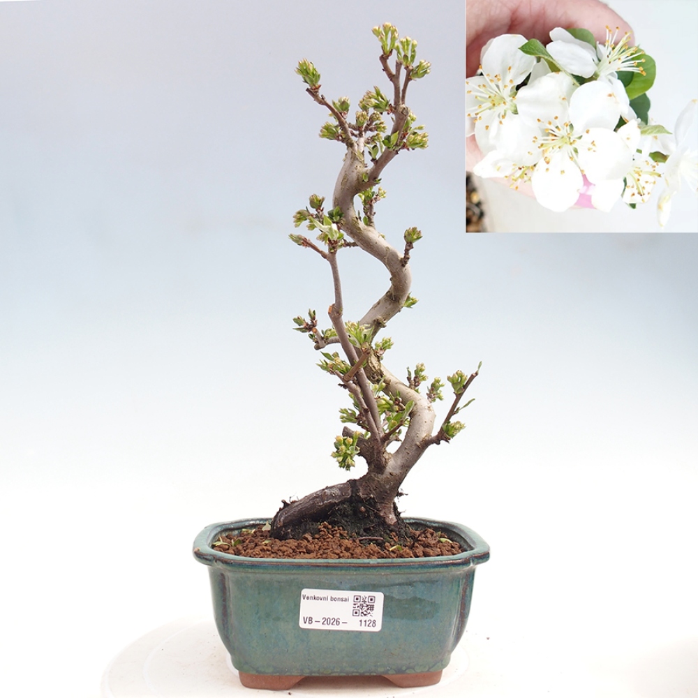 Venkovní bonsai - Malus sargentii -  Maloplodá jabloň