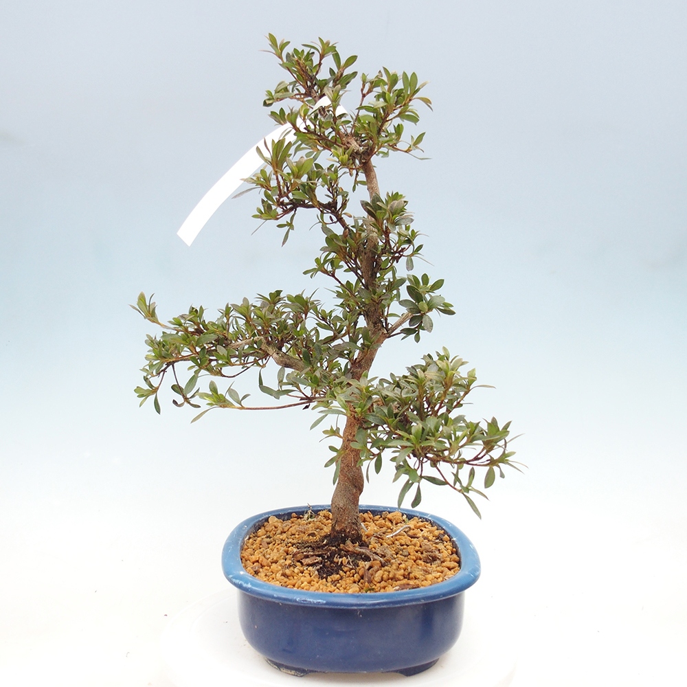 Venkovní bonsai - Japonská azalka - Azalea Reiko
