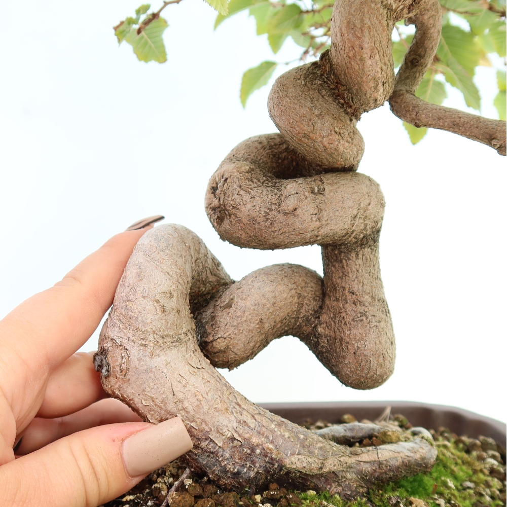 Venkovní bonsai -Carpinus CARPINOIDES - Habr korejský