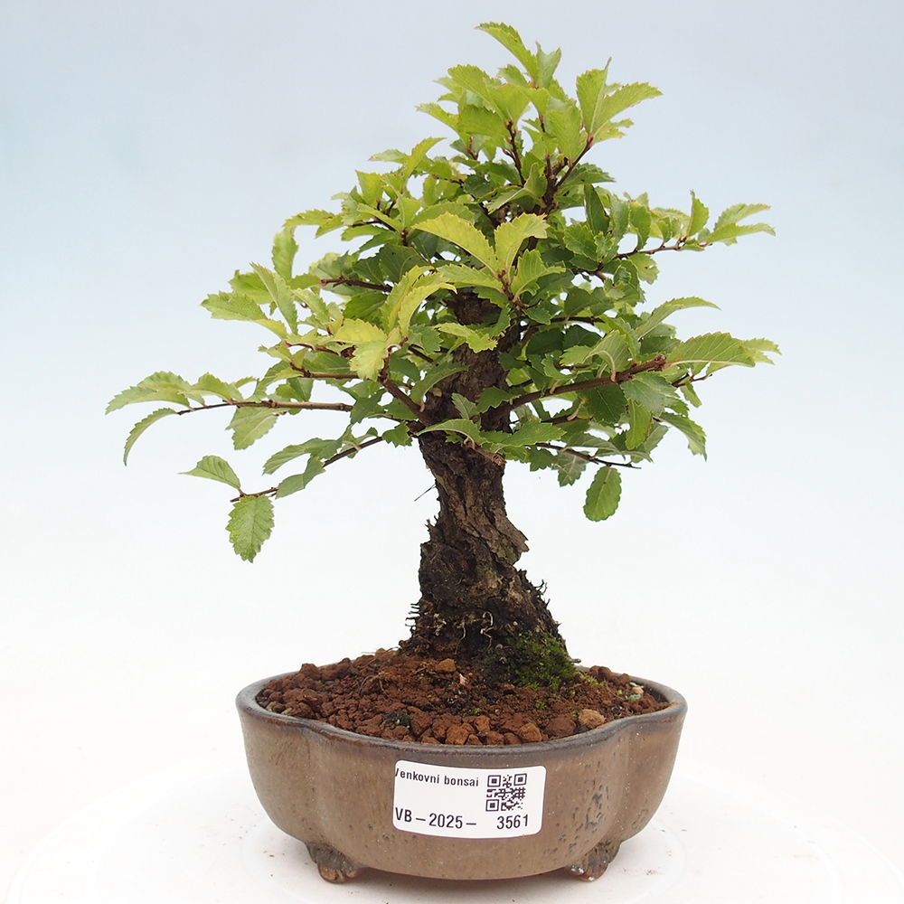 Venkovní bonsai - Zelkova - Zelkova NIRE