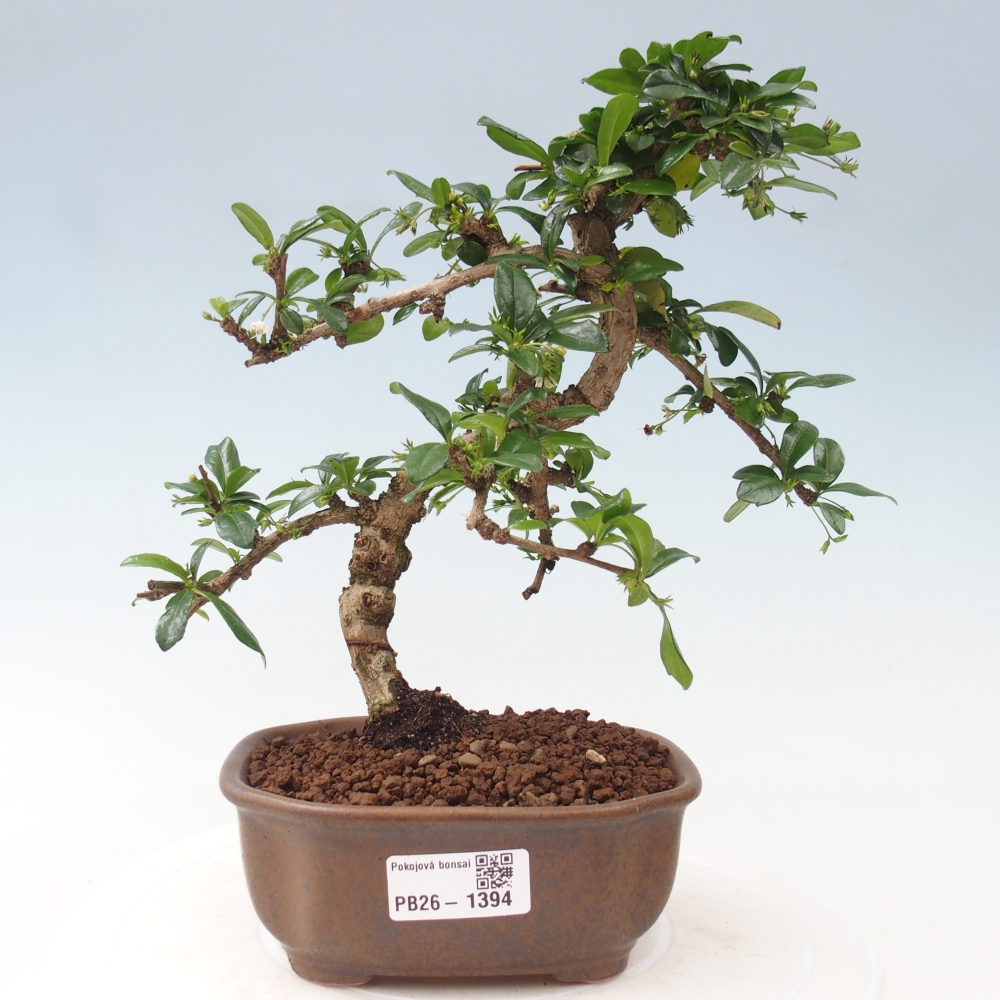 Pokojová bonsai - Carmona macrophylla - Čaj fuki