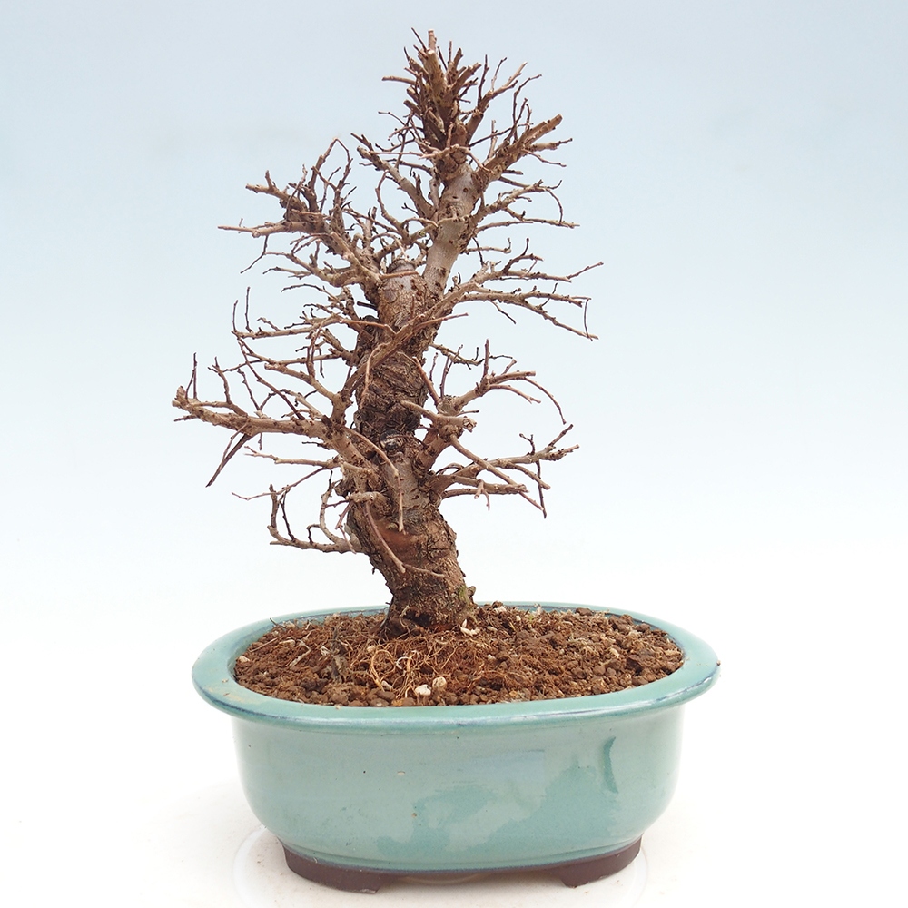 Venkovní bonsai - Zelkova - Zelkova NIRE