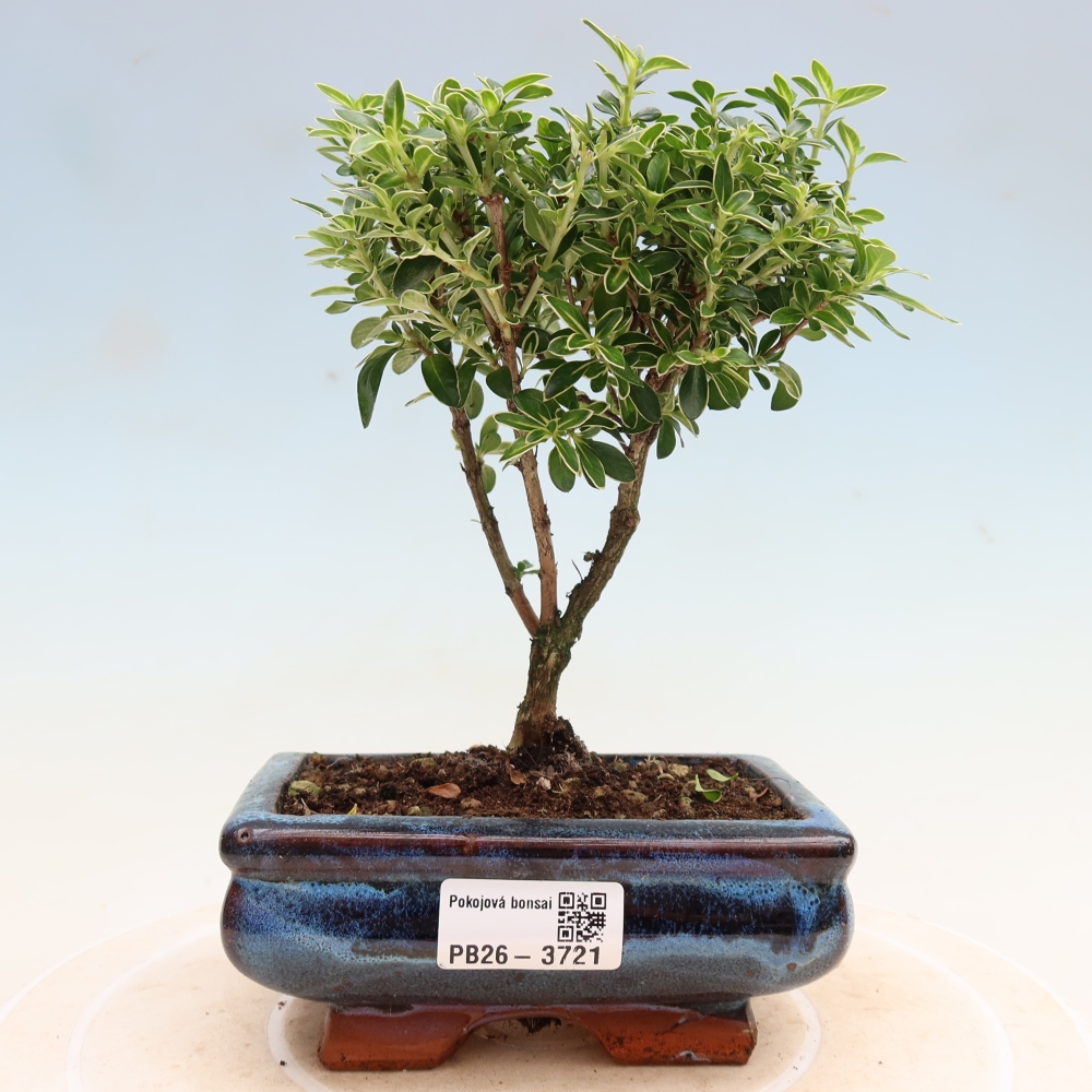 Pokojová bonsai - Serissa foetida Variegata - Strom tisíce hvězd
