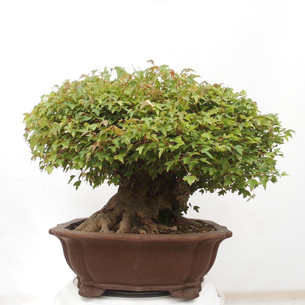 Venkovní bonsai - Acer Buergerianum - Javor Burgerův