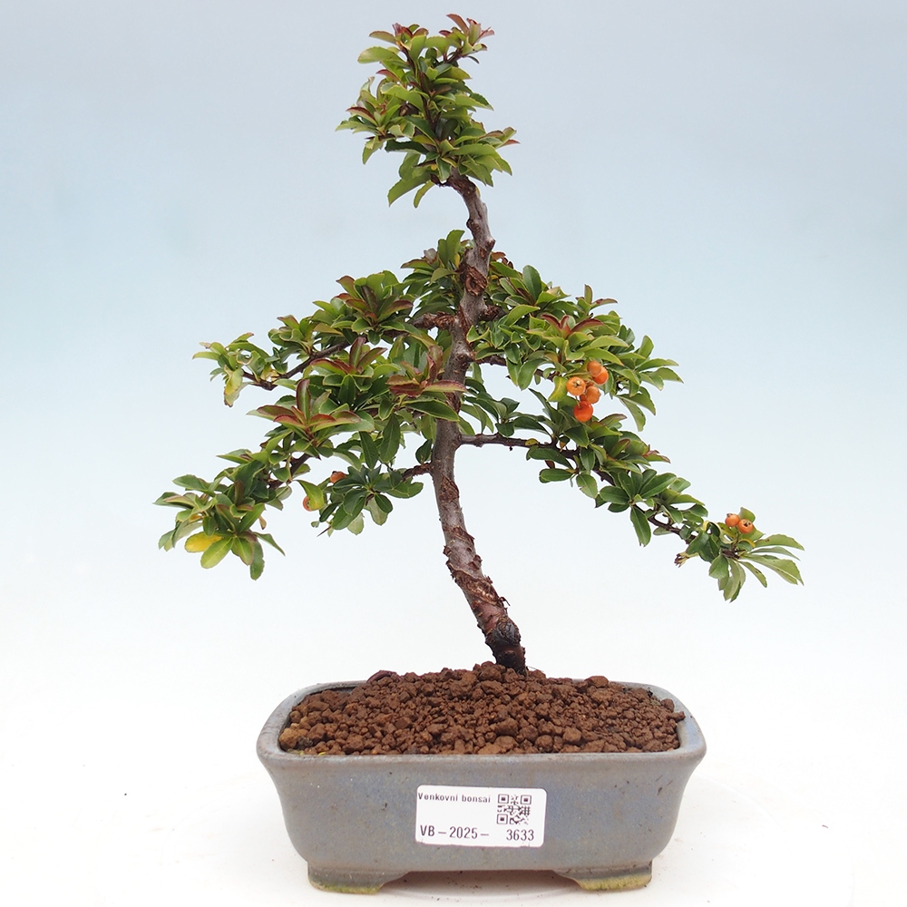 Venkovní bonsai-Pyracanta Teton -Hlohyně