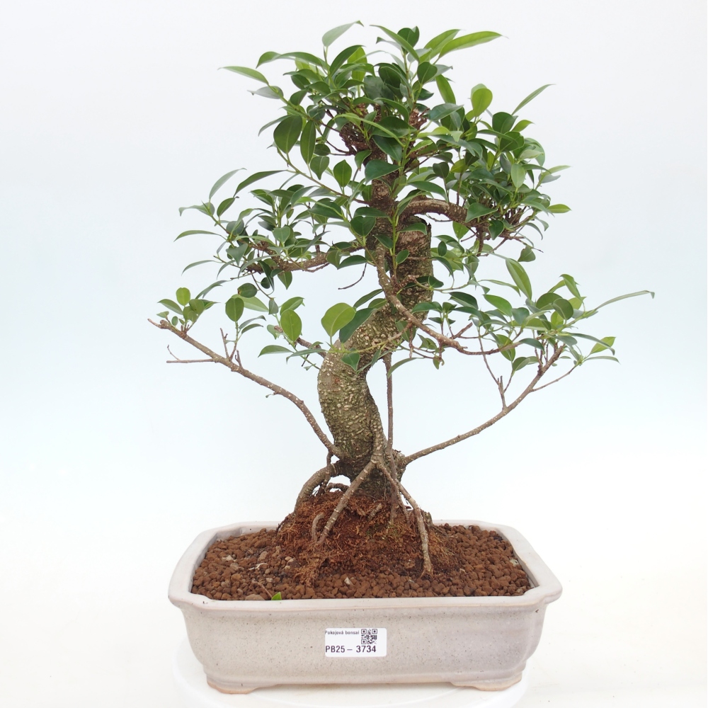 Pokojová bonsai - Ficus kimmen -  malolistý fíkus