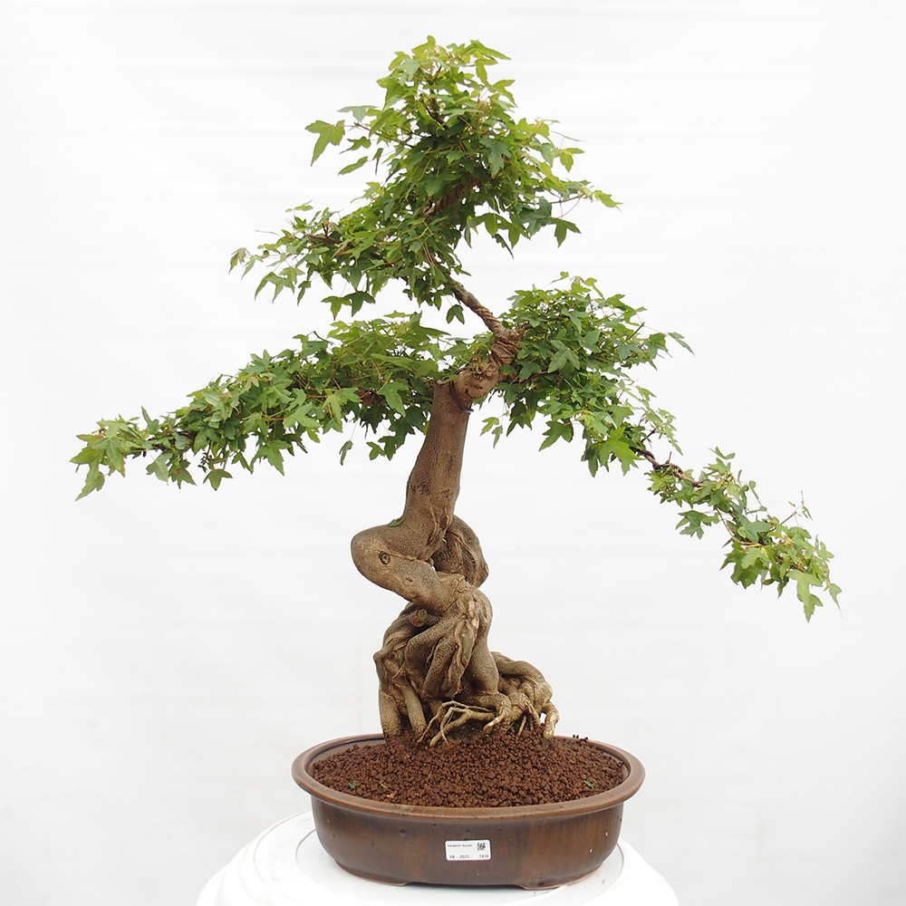 Venkovní bonsai - Acer Buergerianum - Javor Burgerův