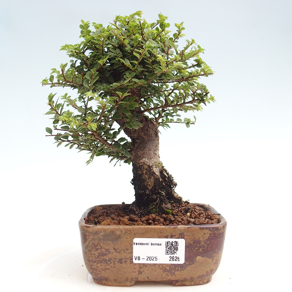 Venkovní bonsai - Ulmus parvifolia Hokkaido - jilm Čínský