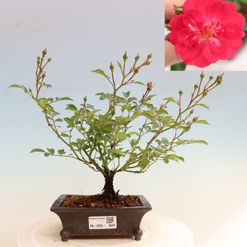 Venkovní bonsai - Rosa Kordes -  růže