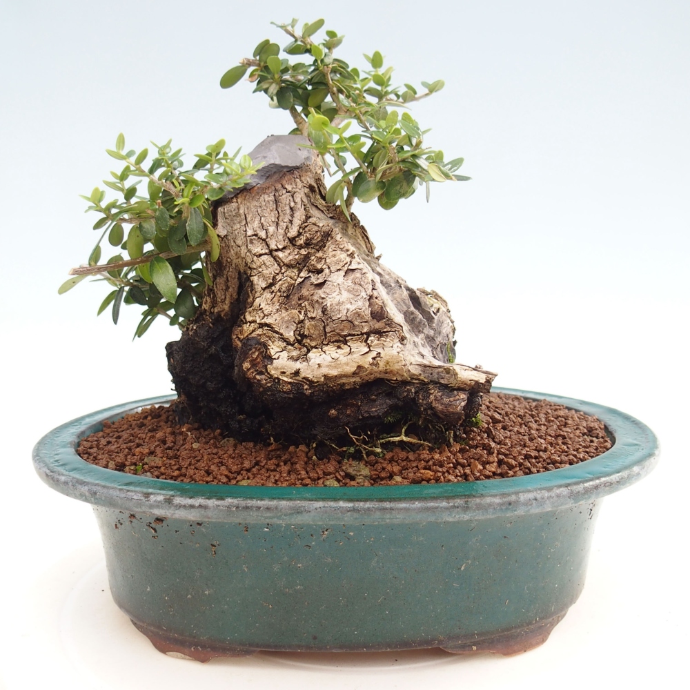 Pokojová bonsai - Olea europaea sylvestris -Oliva evropská drobnolistá