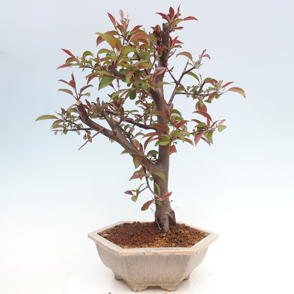 Venkovní bonsai -Malus domestica - Maloplodá jabloň červenolistá