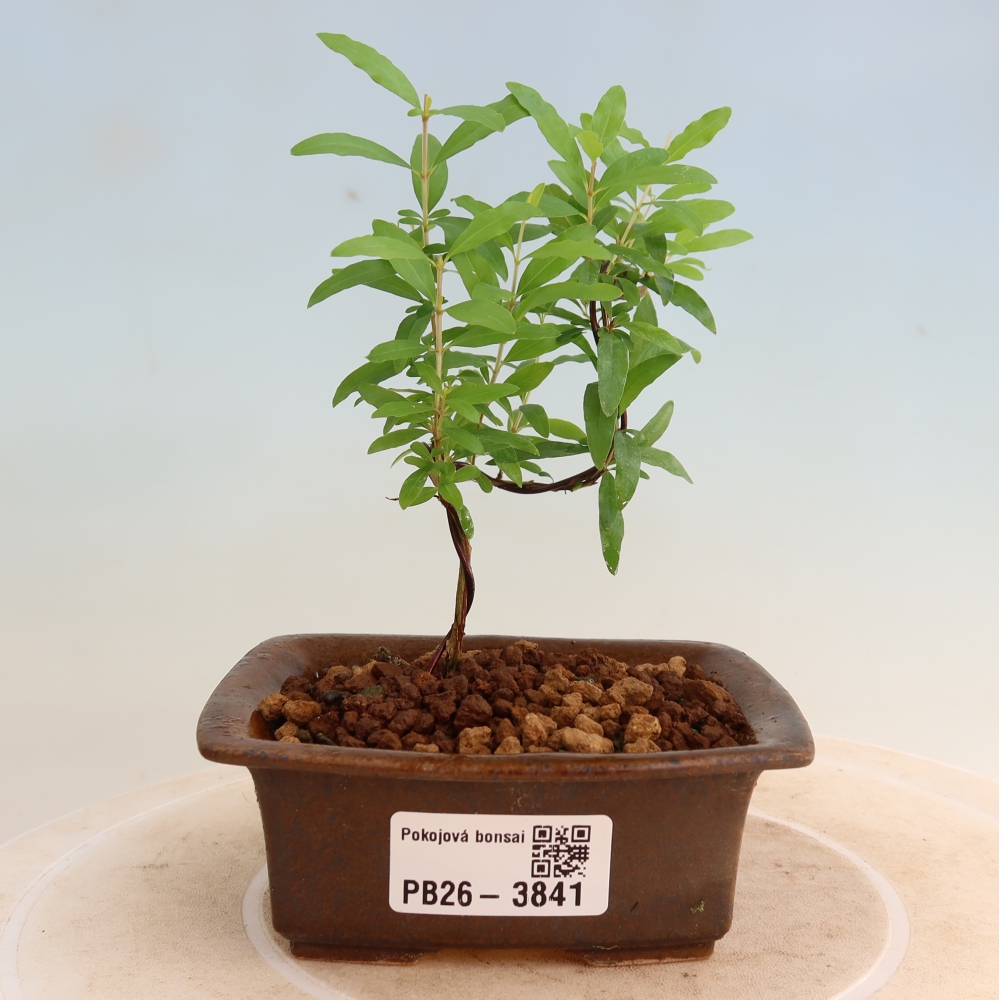 Pokojová bonsai-PUNICA granatum nana-Granátové jablko