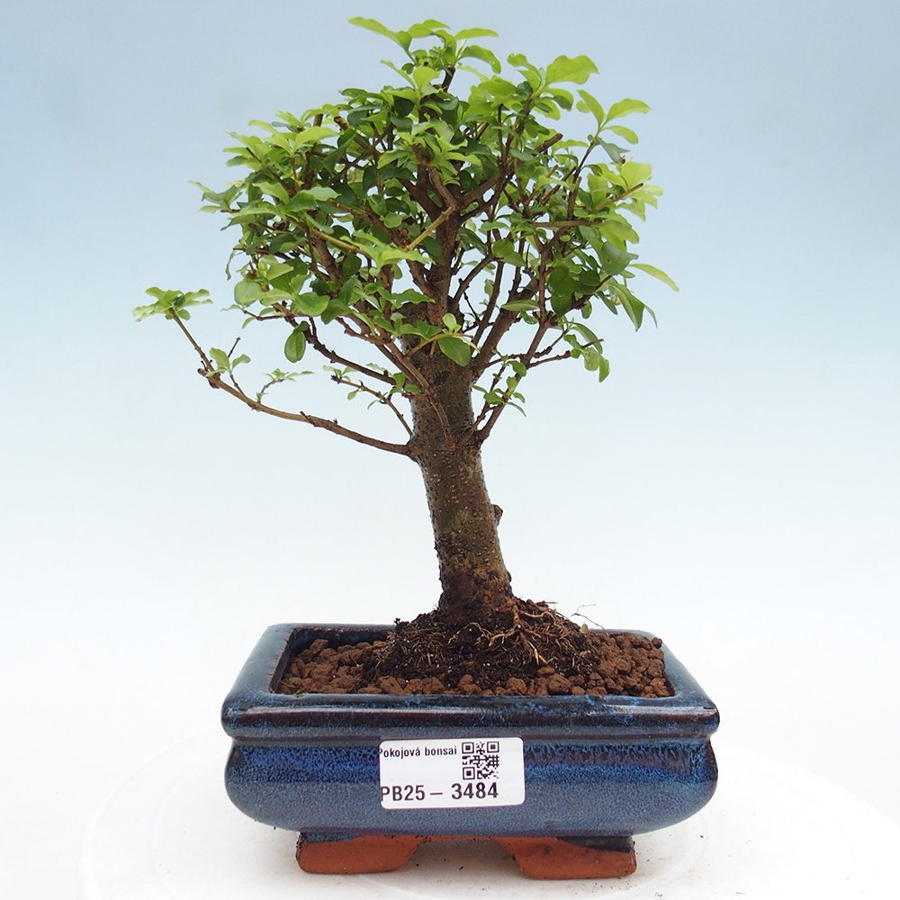 Pokojová bonsai -Ligustrum chinensis - Ptačí zob