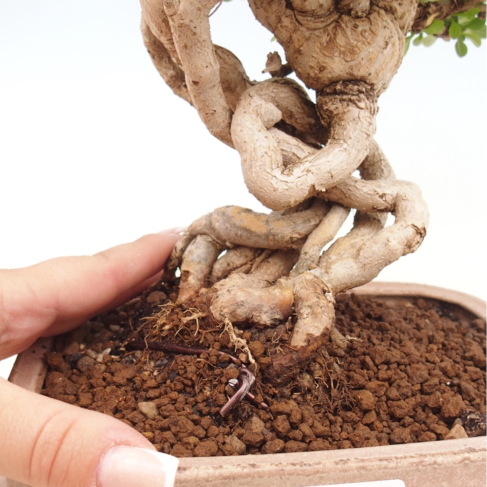 Venkovní bonsai - Berberis coreana - Dřištál korejský