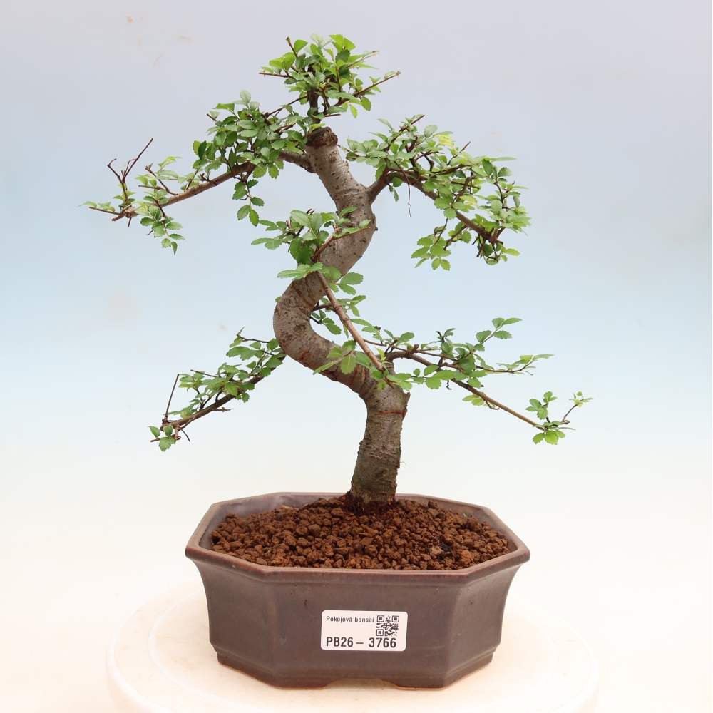 Pokojová bonsai - Ulmus parvifolia - Malolistý jilm