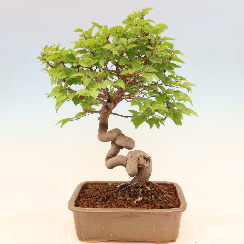 Venkovní bonsai -Carpinus coreana - Habr korejský