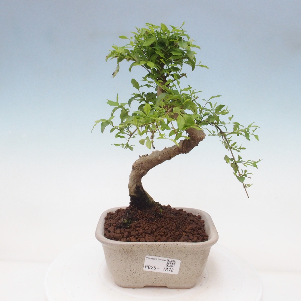 Pokojová bonsai -Ligustrum chinensis - Ptačí zob