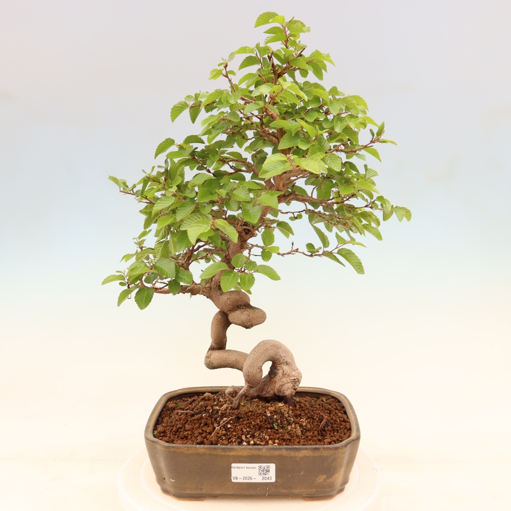 Venkovní bonsai -Carpinus coreana - Habr korejský