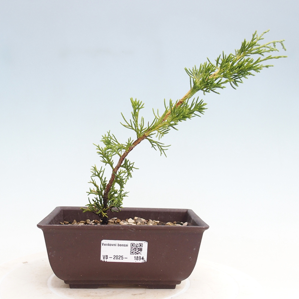 Venkovní bonsai - Juniperus chinensis Itoigawa -Jalovec čínský