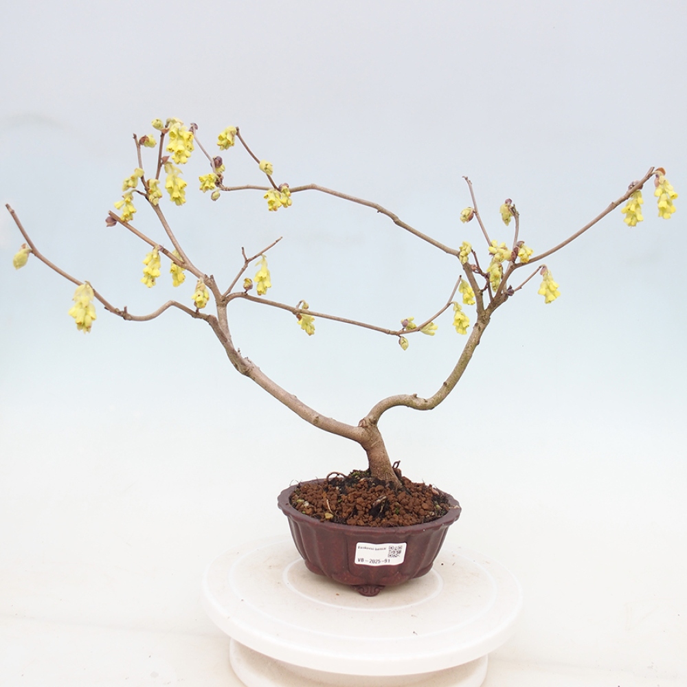 Venkovní bonsai - Lískoveček - Corylopsis Spicata