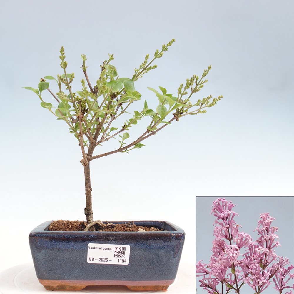 Venkovní bonsai - Syringa Meyeri Palibin - Šeřík Meyerův