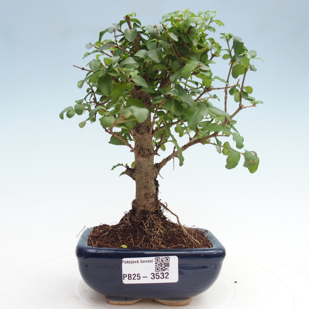 Pokojová bonsai -Ligustrum chinensis - Ptačí zob