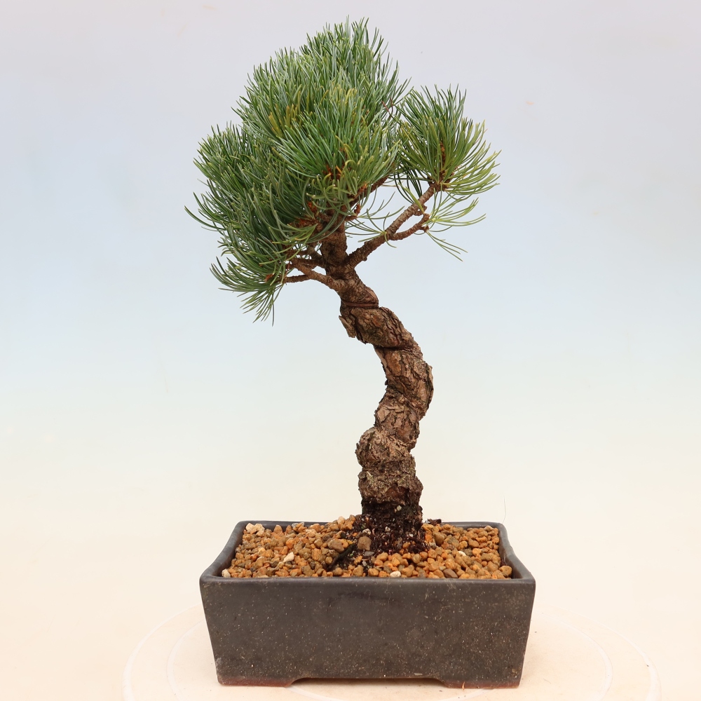 Venkovní bonsai - Pinus parviflora - Borovice drobnokvětá