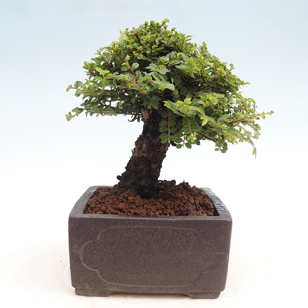 Venkovní bonsai - Ulmus parvifolia Hokkaido - jilm Čínský