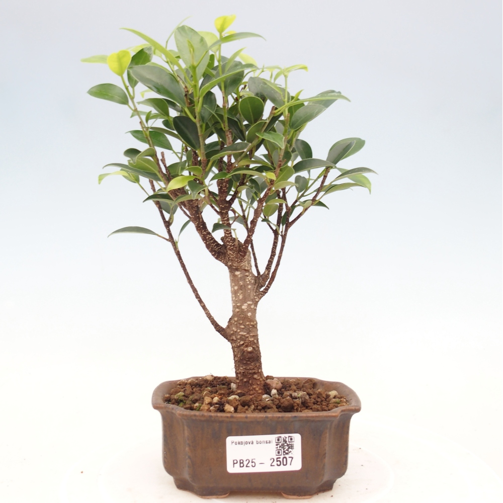 Pokojová bonsai Ficus retusa kimmen