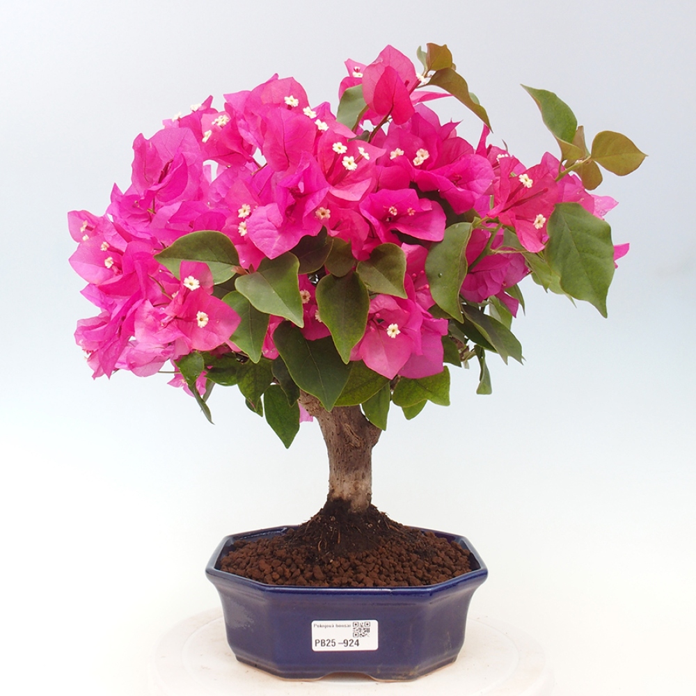 Pokojová bonsai - Bouganwilea